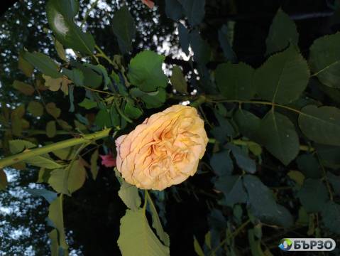 Резник розово-оранжева...