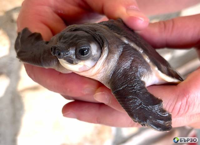 Carettochelys insculpta (pig-nosed turtle) for sale
