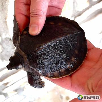 Carettochelys insculpta (pig-nosed turtle) for...