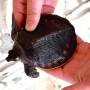Carettochelys insculpta (pig-nosed turtle) for sale