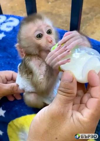 Baby pigtail Monkey For Sale