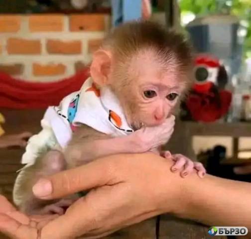 Baby pigtail Monkey For Sale