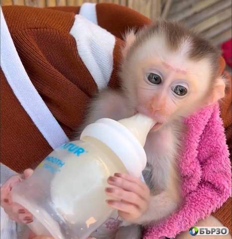 Baby pigtail Monkey For Sale