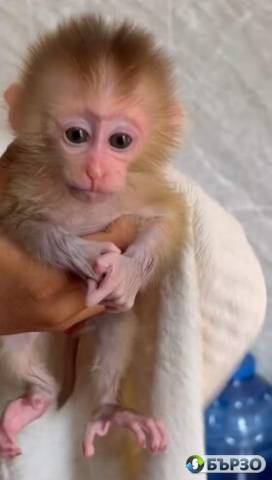 Baby pigtail Monkey For Sale