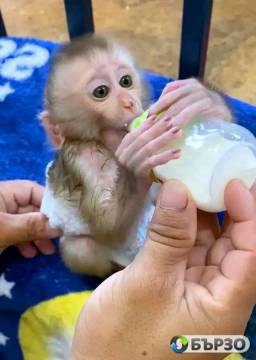 Baby pigtail Monkey For Sale
