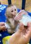 Baby pigtail Monkey For Sale