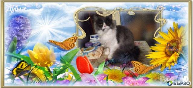 Vaksinirani persiiski dulgokosmesti mnogotsvetni domashni liubimtsi s ES pasporti mikrochipirani porodisti chistokruvni zdravi podarutsi