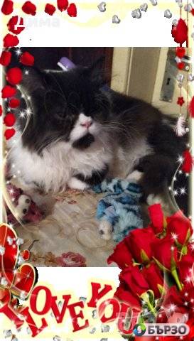 Vaksinirani persiiski dulgokosmesti mnogotsvetni domashni liubimtsi s ES pasporti mikrochipirani porodisti chistokruvni zdravi podarutsi