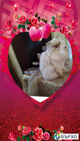 Vaksinirani persiiski dulgokosmesti mnogotsvetni domashni liubimtsi s ES pasporti mikrochipirani porodisti chistokruvni zdravi podarutsi