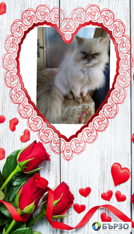 Vaksinirani persiiski dulgokosmesti mnogotsvetni domashni liubimtsi s ES pasporti mikrochipirani porodisti chistokruvni zdravi podarutsi