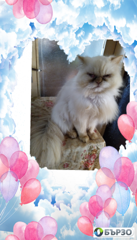 Vaksinirani persiiski dulgokosmesti mnogotsvetni domashni liubimtsi s ES pasporti mikrochipirani porodisti chistokruvni zdravi podarutsi