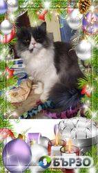 Vaksinirani persiiski dulgokosmesti mnogotsvetni domashni liubimtsi s ES pasporti mikrochipirani porodisti chistokruvni zdravi podarutsi