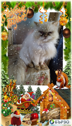 Vaksinirani persiiski dulgokosmesti mnogotsvetni domashni liubimtsi s ES pasporti mikrochipirani porodisti chistokruvni zdravi podarutsi