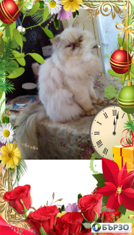 Vaksinirani persiiski dulgokosmesti mnogotsvetni domashni liubimtsi s ES pasporti mikrochipirani porodisti chistokruvni zdravi podarutsi