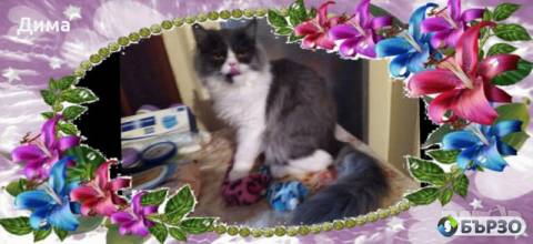 Vaksinirani persiiski...