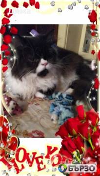 Ваксинирани персийски...