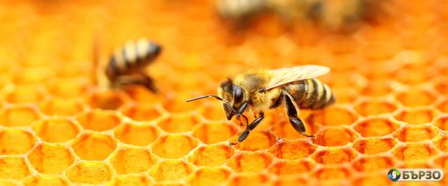 БАЛКАН БИОСЕРТ – сертификация за биоземеделие и животновъдство