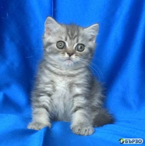 Britansko kusokosmesto kotentse