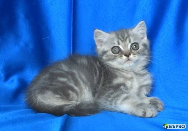 Britansko kusokosmesto kotentse