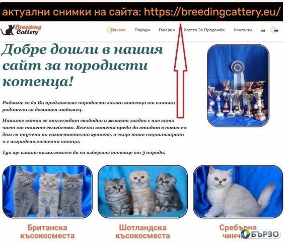 Британско късокосместо котенце