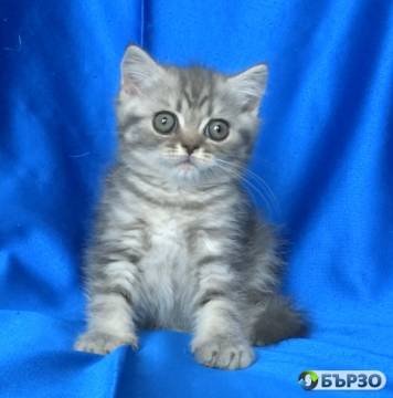 Britansko kusokosmesto...