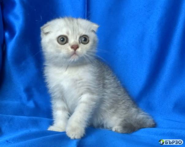 Клепоухи късокосмести котенца