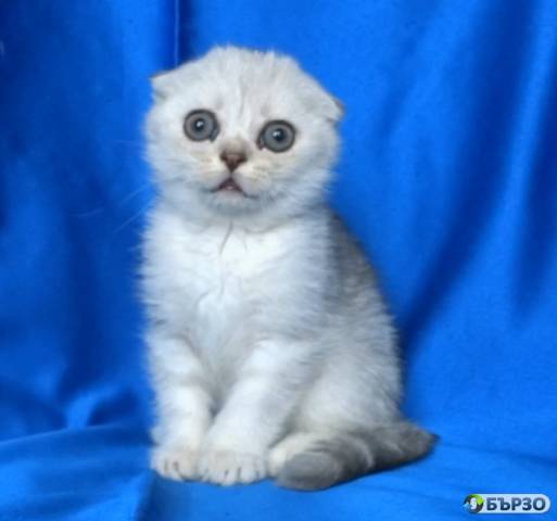 Клепоухи късокосмести котенца