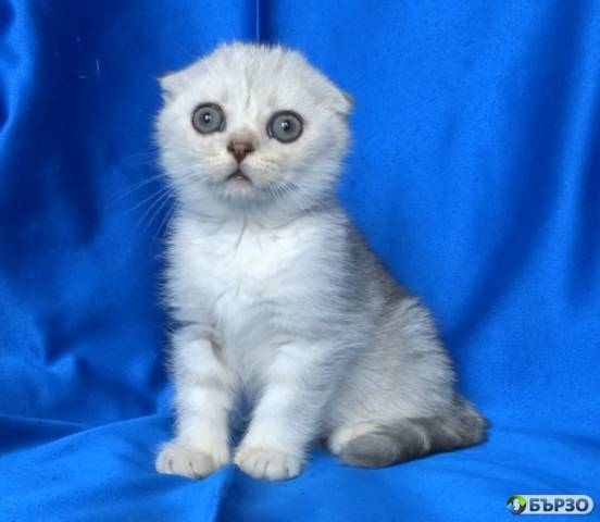 Клепоухи късокосмести котенца