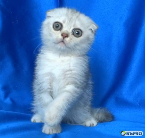 Клепоухи късокосмести котенца