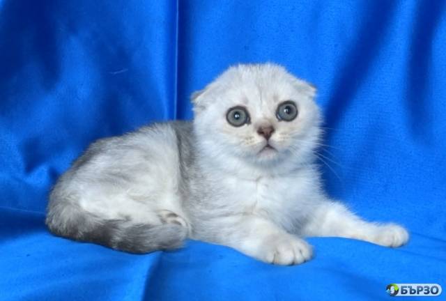 Клепоухи късокосмести котенца