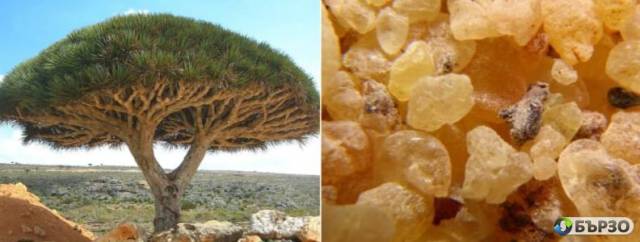 Bjal Tamjan donesen ot OMAN 100% naturalen