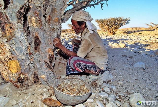 Bjal Tamjan donesen ot OMAN 100% naturalen