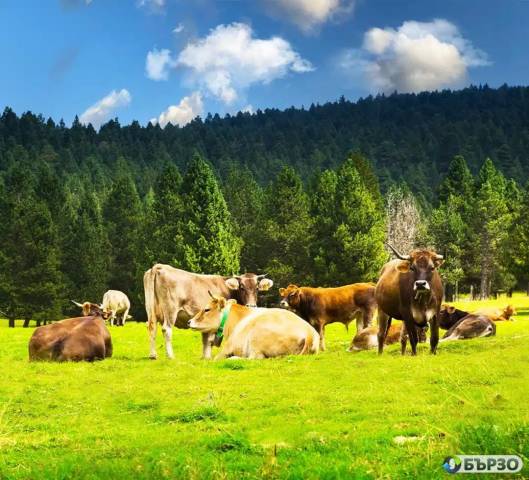 AikoMes - teleshko meso i mesni produkti bulgarsko proizvodstvo