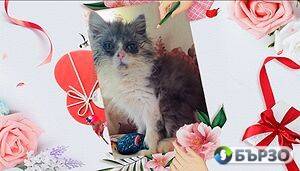 Vaksinirani persiiski dulgokosmesti mnogotsvetni domashni liubimtsi s ES pasporti mikrochipirani porodisti chistokruvni zdravi podarutsi