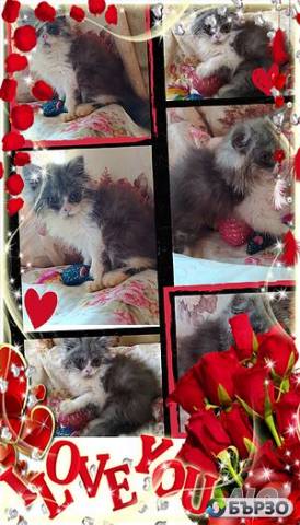 Vaksinirani persiiski dulgokosmesti mnogotsvetni domashni liubimtsi s ES pasporti mikrochipirani porodisti chistokruvni zdravi podarutsi