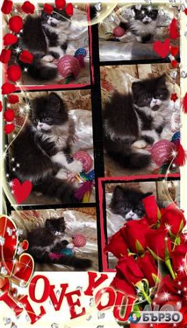 Vaksinirani persiiski dulgokosmesti mnogotsvetni domashni liubimtsi s ES pasporti mikrochipirani porodisti chistokruvni zdravi podarutsi