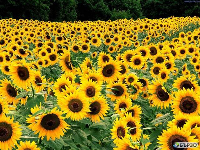 Купувам ЗЕМЕДЕЛСКА ЗЕМЯ в цяла България