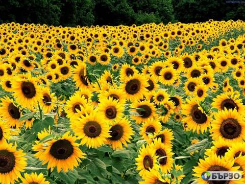 Купувам ЗЕМЕДЕЛСКА ЗЕМЯ в...