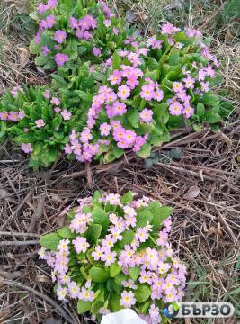 ЗАПОЗНАНСТВА сериозни