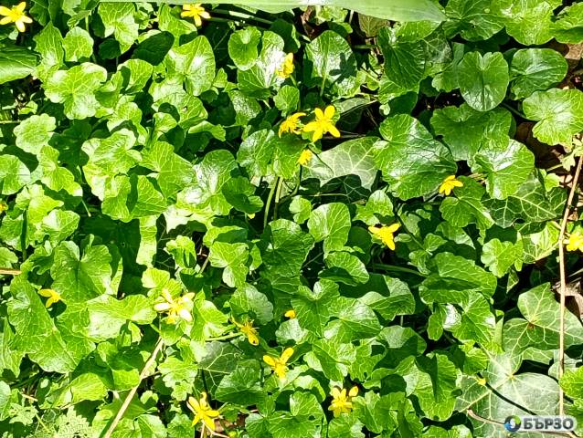 Жълтурче лютиче