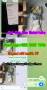 5cladb 5fadb adbb 5cl 5f precursor new raw materials