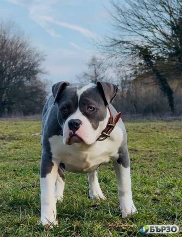 Уникално женско Американско Були XL(American Bully XL) – Blue & White
