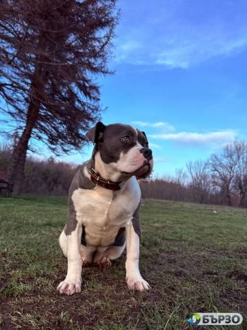 Уникално женско Американско Були XL(American Bully XL) – Blue & White