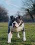 Уникално женско Американско Були XL(American Bully XL) – Blue & White