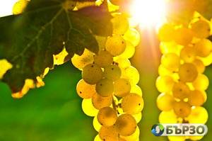 Продавам грозде –...