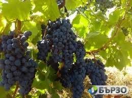 Продавам грозде – Памид и Каберне совиньон
