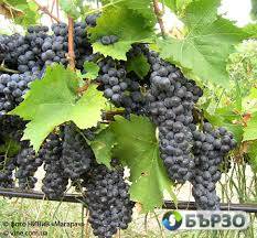 Продавам грозде – Памид и Каберне совиньон
