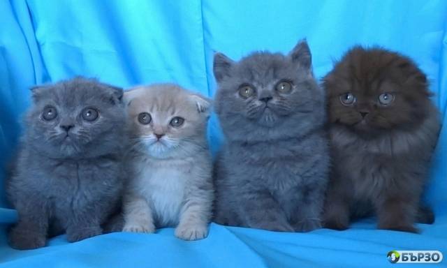 Шотландски клепоухи котенца
