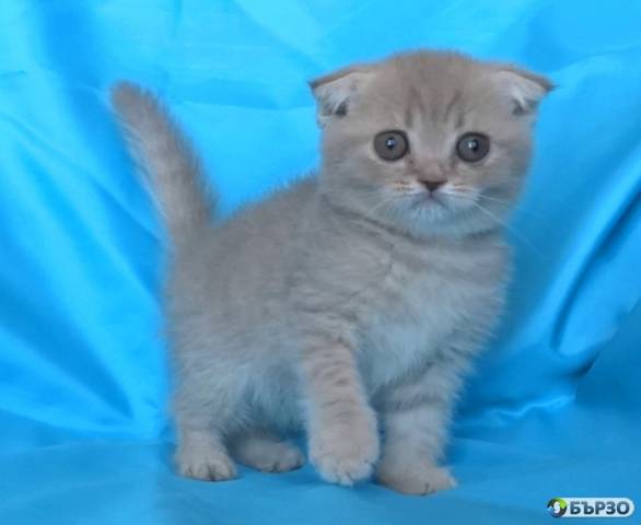 Шотландски клепоухи котенца