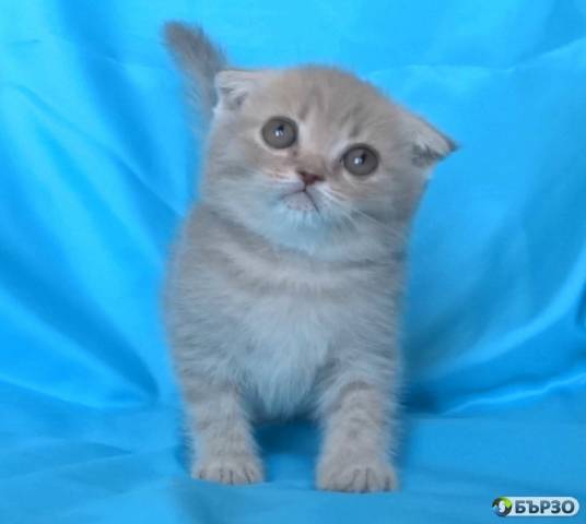 Шотландски клепоухи котенца